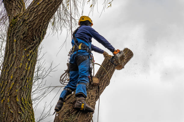 Reliable White Haven, PA Tree Services Solutions